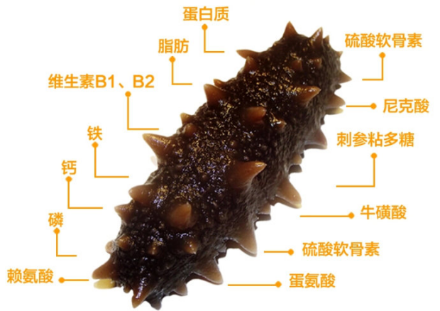 海参营养