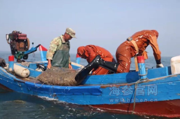 大连海参
