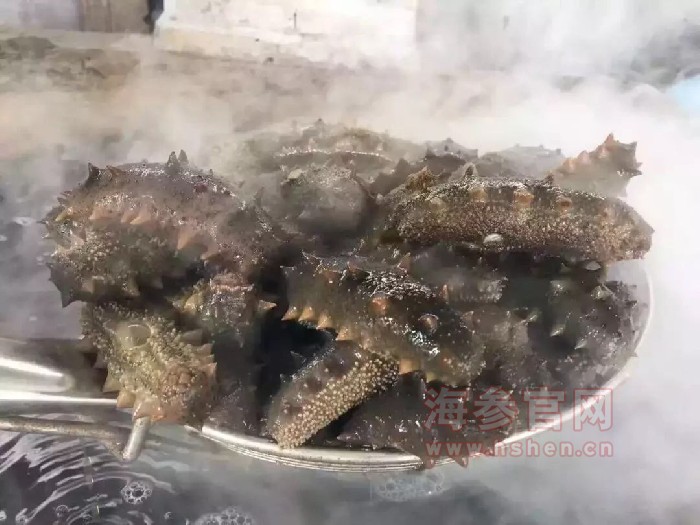 大连海参