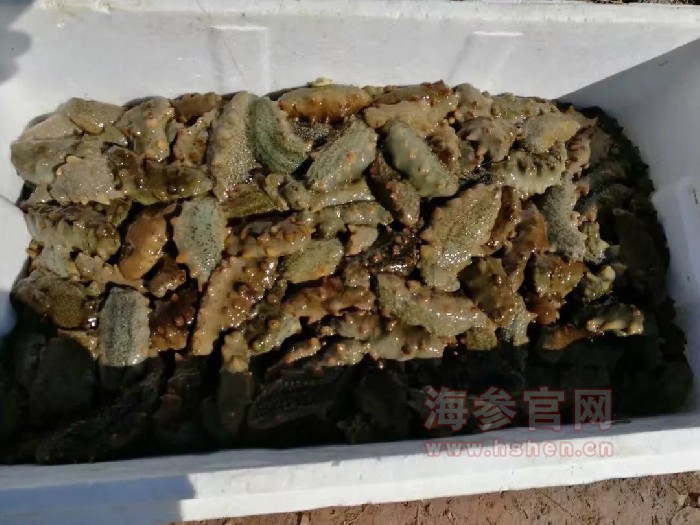 大连海参