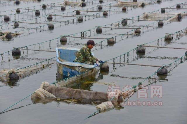 海参网箱养殖