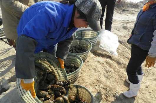 海参收购价格下跌严重