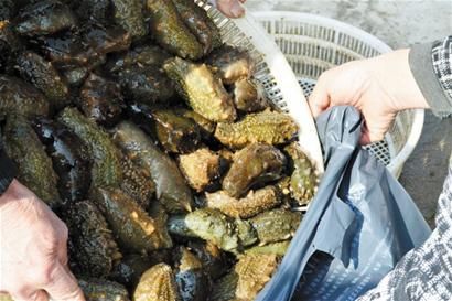 新鲜海参的做法