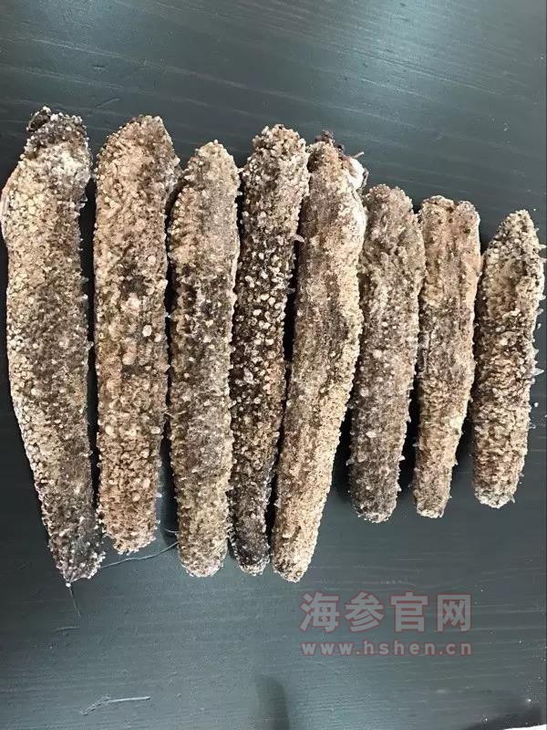 美国阿拉斯加海参