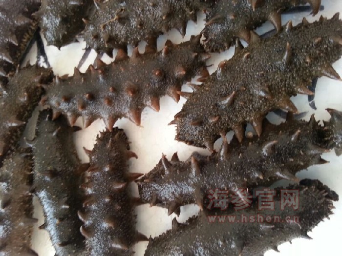 北方养殖半干海参