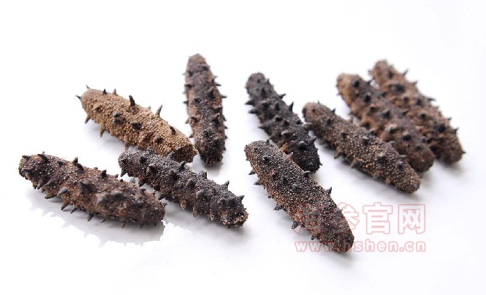 南方吊笼养殖干海参