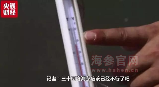 大连海参
