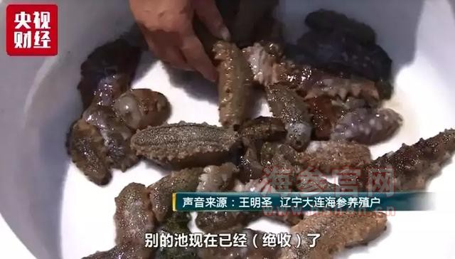 大连海参