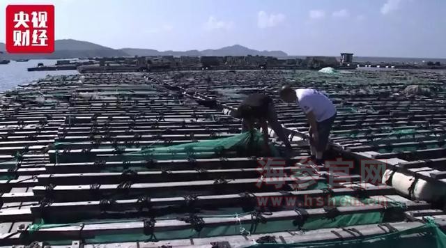 大连海参