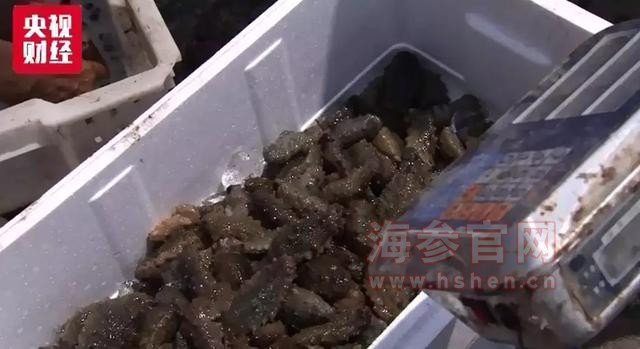 大连海参
