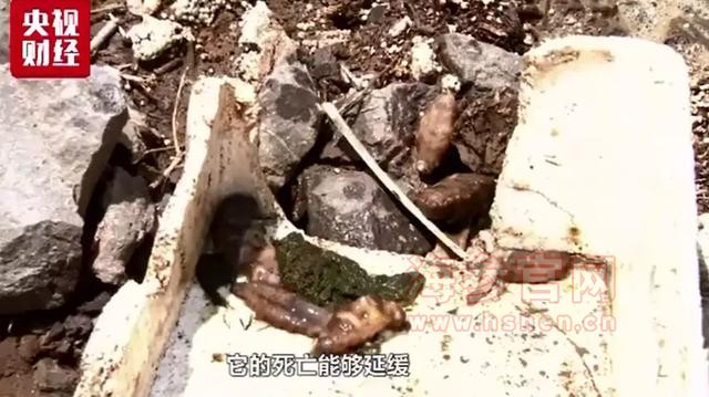 大连海参