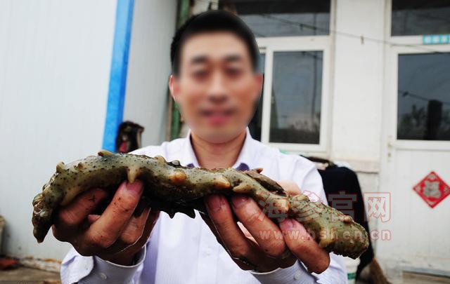 大连海参