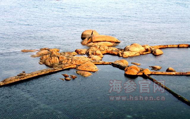 大连海参