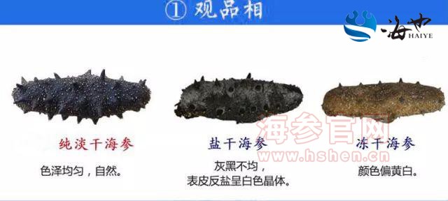大连海参