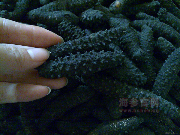 为什么海参价格那么贵