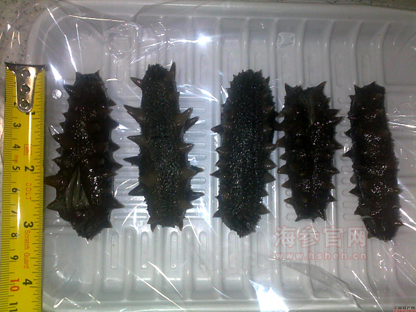 拉缸盐海参多少钱
