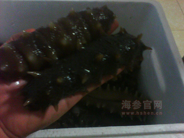 即食海参的价格