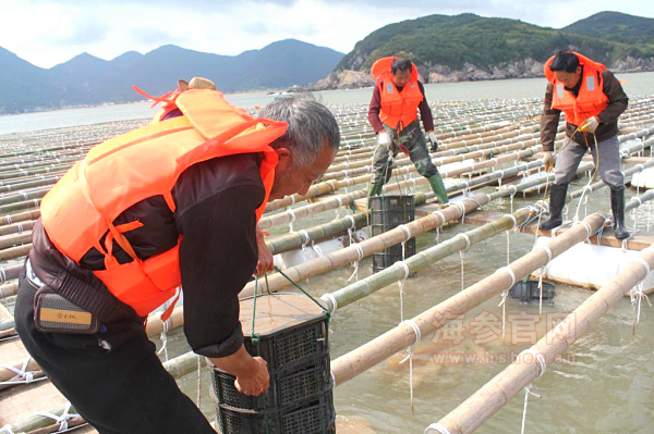 海参养殖成本和价格