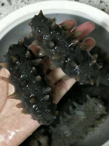海参泡发效果图