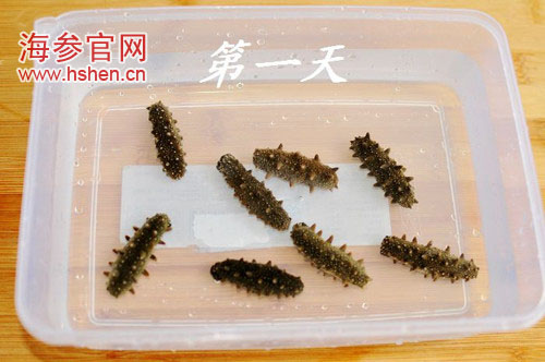 干海参怎么发2