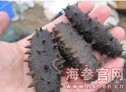 北参南养新局面