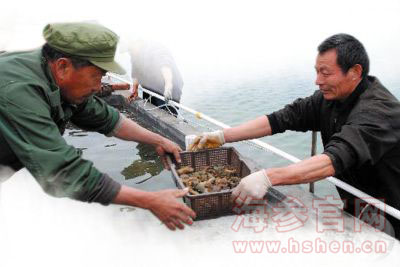 大连海参福建苗