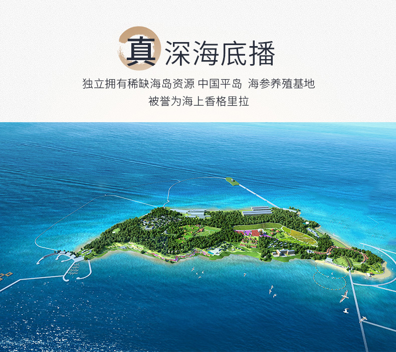 大连鑫玉龙是野生海参吗