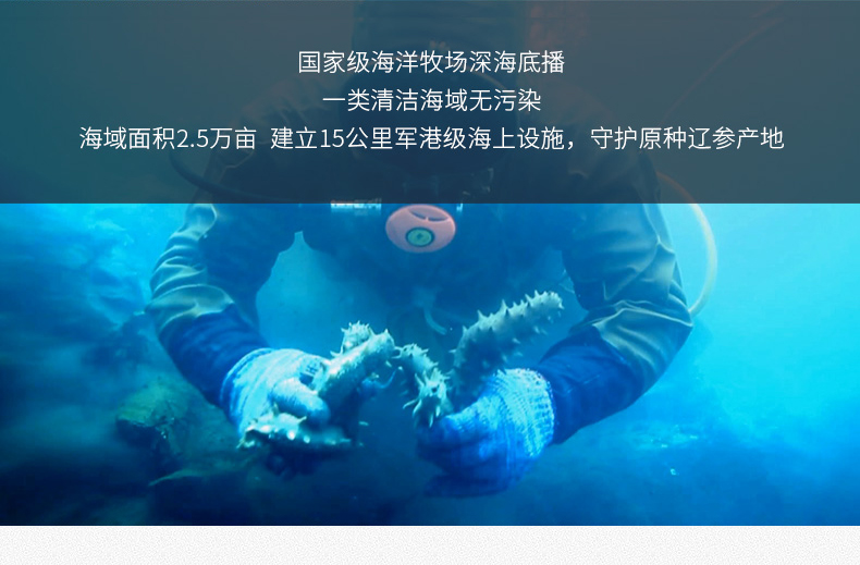 海底捕捞野生海参