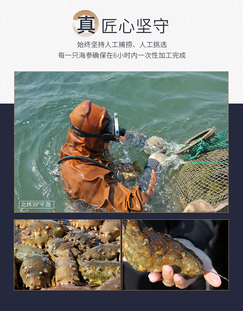 捕捞海参现场图片