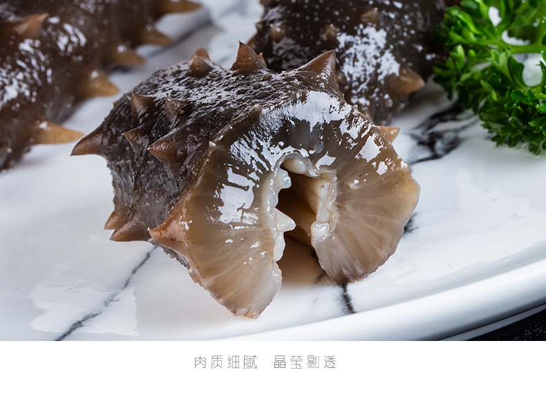 海参弹性十足 海参横切面