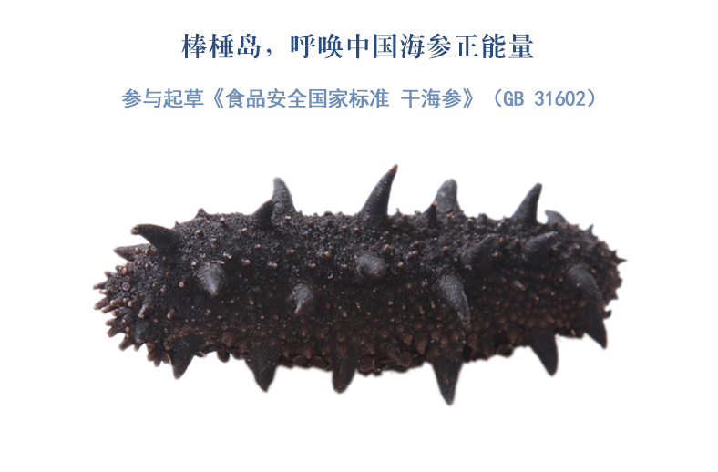 大连淡干海参辽刺参高清特写图片