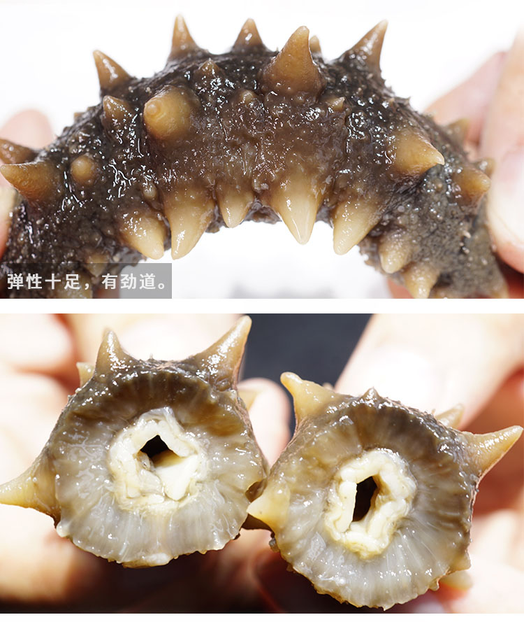 大连纯淡干野生海参实拍4