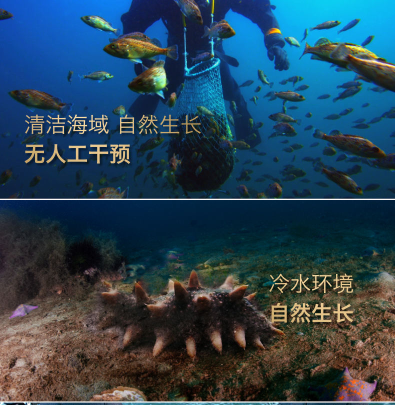 海参生长环境獐子岛