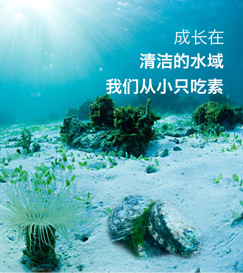 獐子岛鲍鱼元宝罐头4