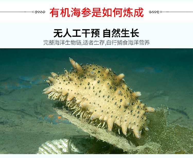 好当家海参