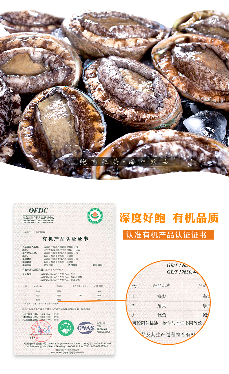 野生鲍鱼什么样