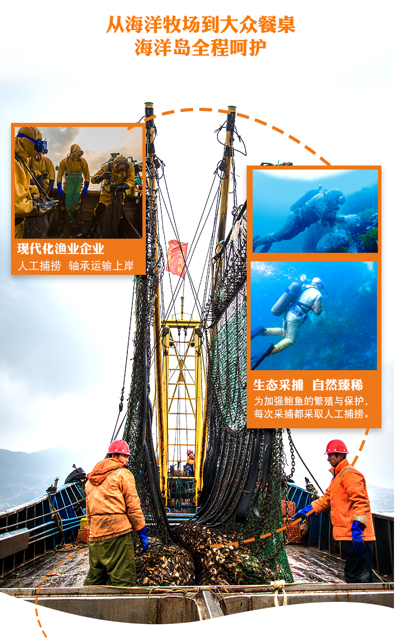 为什么鲍鱼泡酒