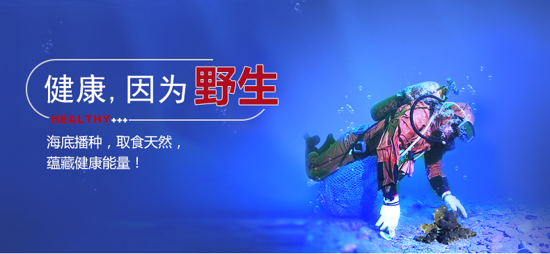 大连东泽野生海参