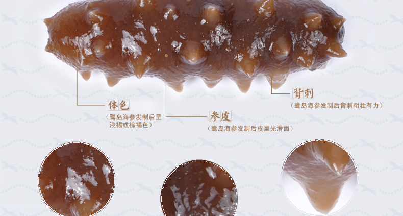 泡发后的上品堂海参口感劲道