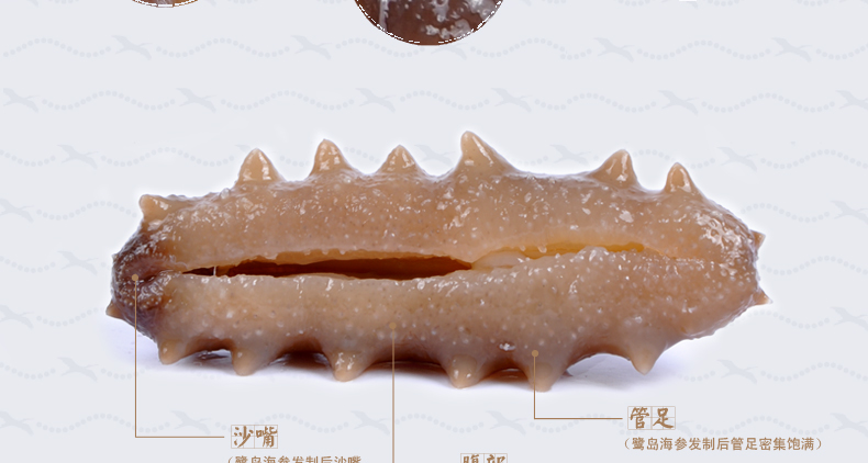 泡发后的上品堂海参背面