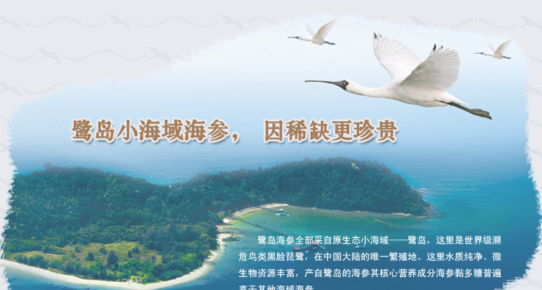 鹭岛小海域海参稀缺更珍贵