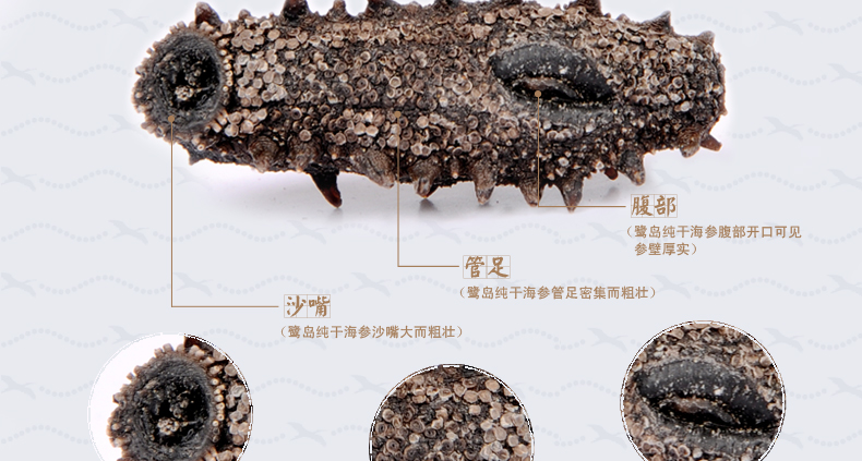 上品堂纯淡干管足,腹部和沙嘴清晰可见