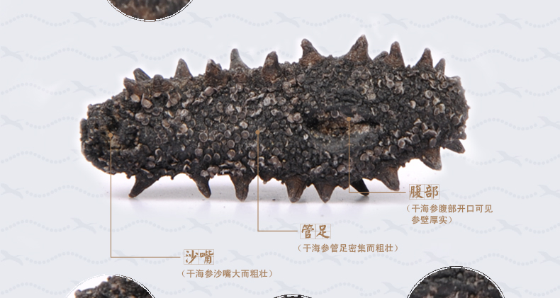 上品堂纯淡干管足,腹部和沙嘴清晰可见